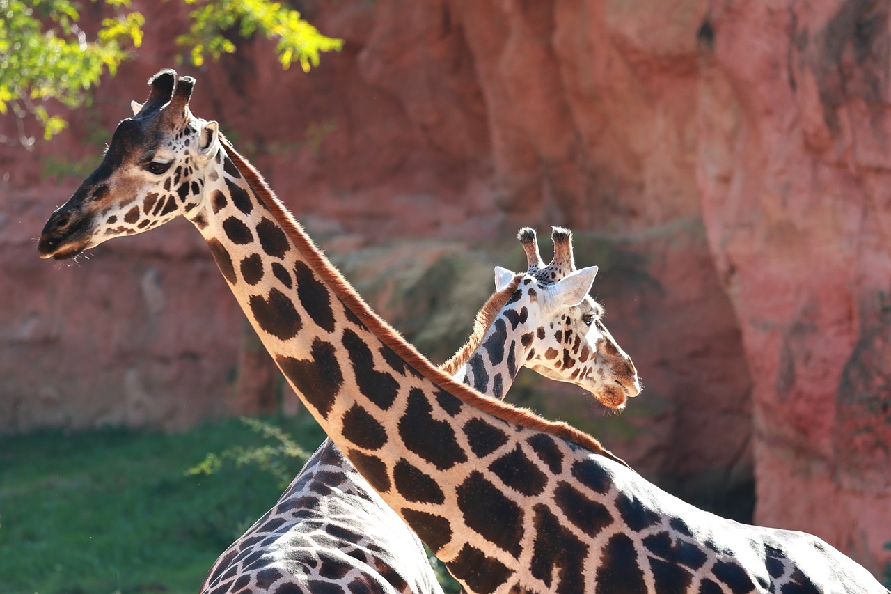 Hannover Zoo Hannover